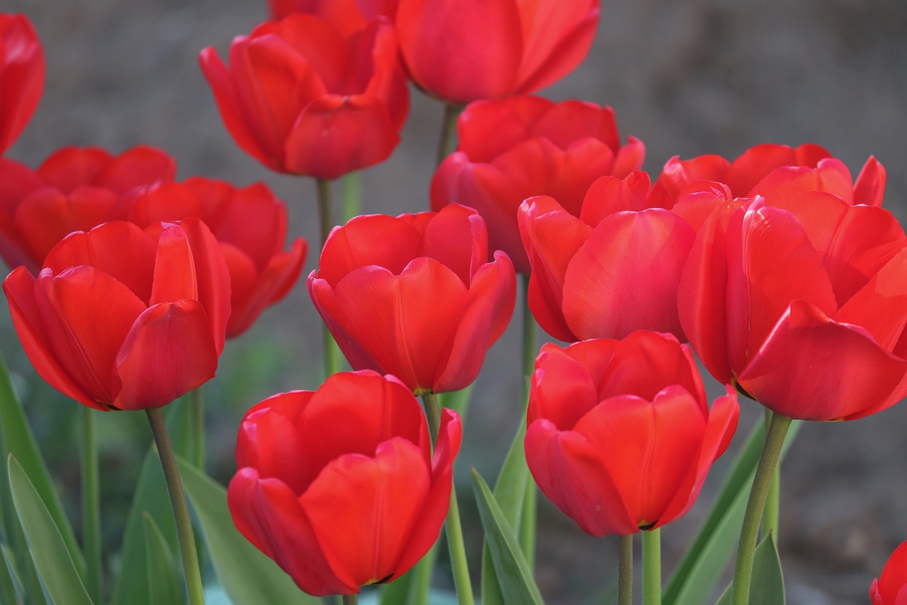 red tulips